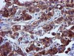 EPN2 Antibody in Immunohistochemistry (Paraffin) (IHC (P))