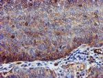 EPN2 Antibody in Immunohistochemistry (Paraffin) (IHC (P))