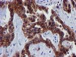 EPN2 Antibody in Immunohistochemistry (Paraffin) (IHC (P))