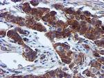 EPN2 Antibody in Immunohistochemistry (Paraffin) (IHC (P))