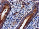 EPN2 Antibody in Immunohistochemistry (Paraffin) (IHC (P))