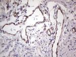 EPOR Antibody in Immunohistochemistry (Paraffin) (IHC (P))