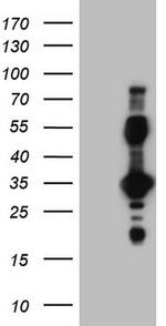 EPOR Antibody in Western Blot (WB)