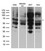 EPOR Antibody in Western Blot (WB)