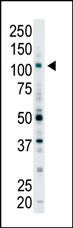 EPS15R Antibody in Western Blot (WB)