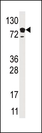 EPS15 Antibody in Western Blot (WB)