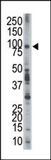 EPS8 Antibody in Western Blot (WB)