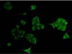 Bcl-2 Antibody in Immunocytochemistry (ICC/IF)