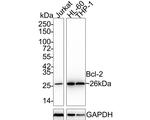 Bcl-2 Antibody in Western Blot (WB)
