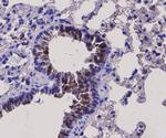 BDNF Antibody in Immunohistochemistry (Paraffin) (IHC (P))