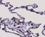BDNF Antibody in Immunohistochemistry (Paraffin) (IHC (P))