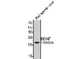BDNF Antibody in Western Blot (WB)