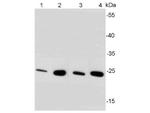 BDNF Antibody in Western Blot (WB)