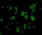 ERK1 Antibody in Immunocytochemistry (ICC/IF)