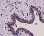 ERK1 Antibody in Immunohistochemistry (Paraffin) (IHC (P))