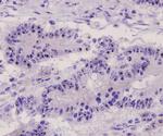 ERK1 Antibody in Immunohistochemistry (Paraffin) (IHC (P))