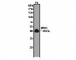 ERK1 Antibody in Western Blot (WB)