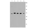 ERK1 Antibody in Western Blot (WB)