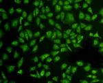 ERK2 Antibody in Immunocytochemistry (ICC/IF)