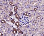 ERK2 Antibody in Immunohistochemistry (Paraffin) (IHC (P))