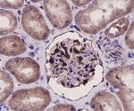 ERK2 Antibody in Immunohistochemistry (Paraffin) (IHC (P))