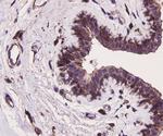 ERK2 Antibody in Immunohistochemistry (Paraffin) (IHC (P))