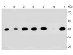 ERK2 Antibody in Western Blot (WB)