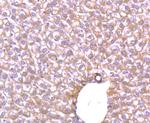 Glut-1 Antibody in Immunohistochemistry (Paraffin) (IHC (P))