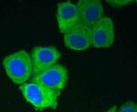 GRP94 Antibody in Immunocytochemistry (ICC/IF)