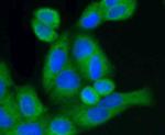 GRP94 Antibody in Immunocytochemistry (ICC/IF)