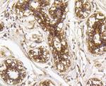 GRP94 Antibody in Immunohistochemistry (Paraffin) (IHC (P))