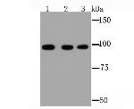 GRP94 Antibody in Western Blot (WB)