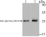 DKK1 Antibody in Western Blot (WB)