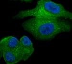 GOLPH3 Antibody in Immunocytochemistry (ICC/IF)