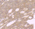 GOLPH3 Antibody in Immunohistochemistry (Paraffin) (IHC (P))