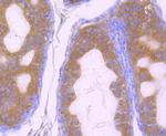 GOLPH3 Antibody in Immunohistochemistry (Paraffin) (IHC (P))