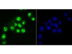 Ki67 Antibody in Immunocytochemistry (ICC/IF)