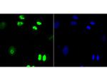 Ki67 Antibody in Immunocytochemistry (ICC/IF)