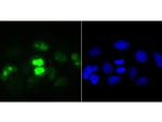 Ki67 Antibody in Immunocytochemistry (ICC/IF)