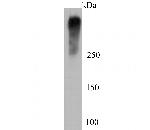 Ki67 Antibody in Western Blot (WB)