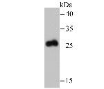 Bcl-2 Antibody in Western Blot (WB)