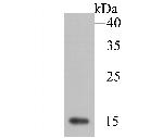 SOD1 Antibody in Western Blot (WB)