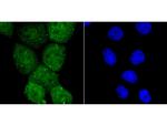 USP36 Antibody in Immunocytochemistry (ICC/IF)