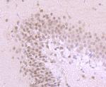 USP36 Antibody in Immunohistochemistry (Paraffin) (IHC (P))