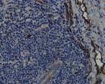 CD34 Antibody in Immunohistochemistry (Paraffin) (IHC (P))