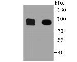 CD34 Antibody in Western Blot (WB)