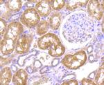 IL-8 Antibody in Immunohistochemistry (Paraffin) (IHC (P))
