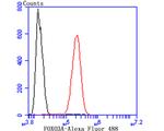 FOXO3A Antibody in Flow Cytometry (Flow)