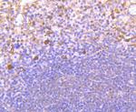 CD4 Antibody in Immunohistochemistry (Paraffin) (IHC (P))