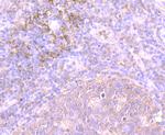 CD4 Antibody in Immunohistochemistry (Paraffin) (IHC (P))